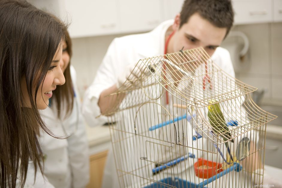 Jak si vybrat kvalifikovaného veterináře pro ptáky