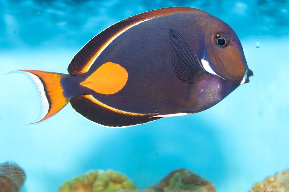 Achilles Tang Fish Breed Profile