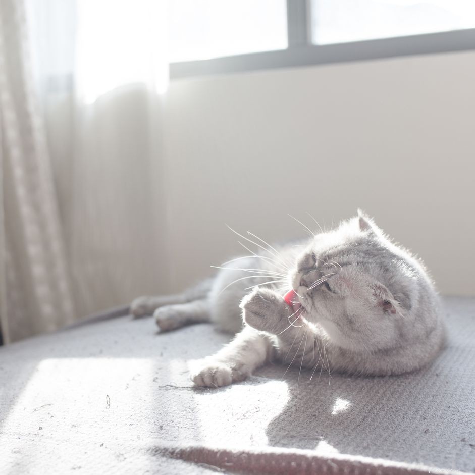 Perché i gatti si leccano le zampe dopo aver mangiato?