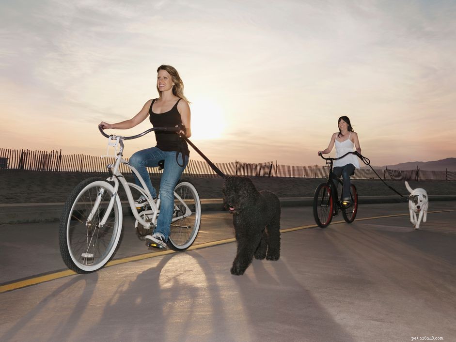 Hur du tränar din hund att springa bredvid en cykel