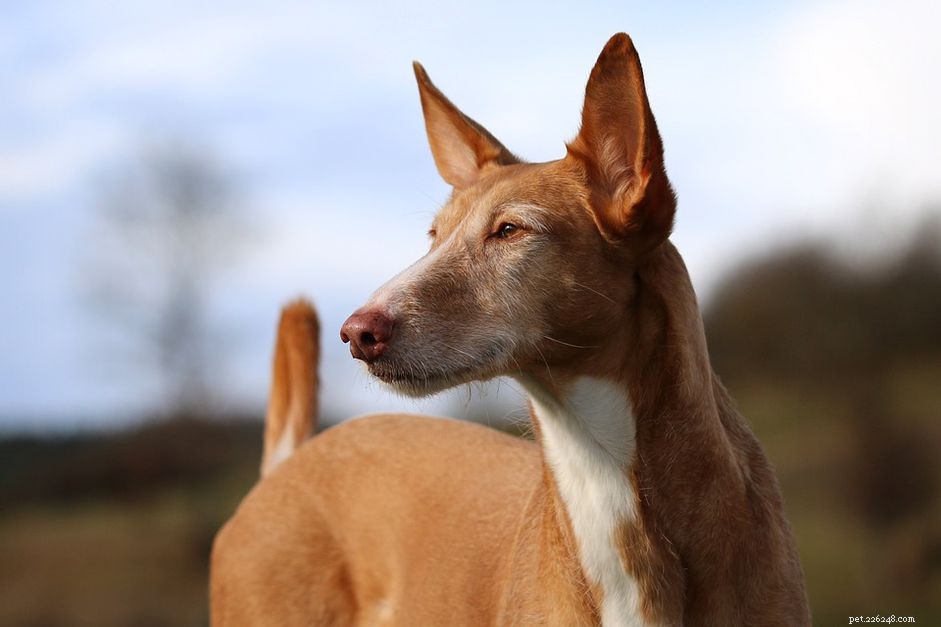 Meer informatie over Podenco-honden (Pods)