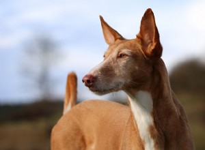 Tout savoir sur les chiens Podenco (pods)