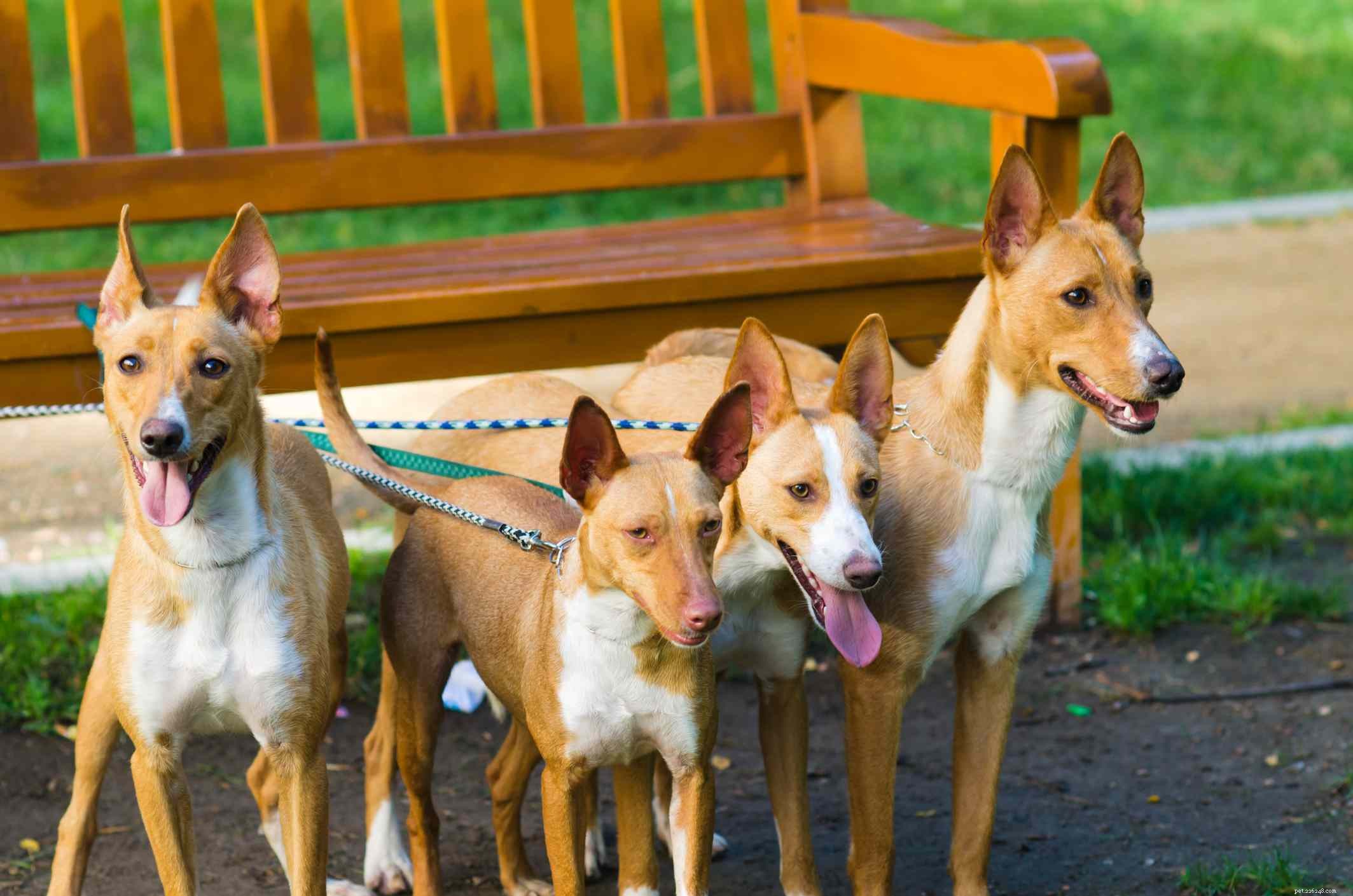 Meer informatie over Podenco-honden (Pods)
