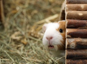 Cinq cachettes pour cochons d Inde et autres animaux de compagnie