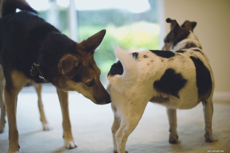 Varför hundar sniffar varandras bakdelar