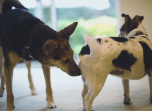 Почему собаки обнюхивают друг друга сзади