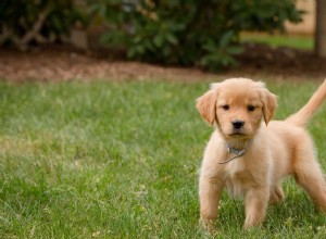 Entraîner votre chiot à ne pas avoir peur