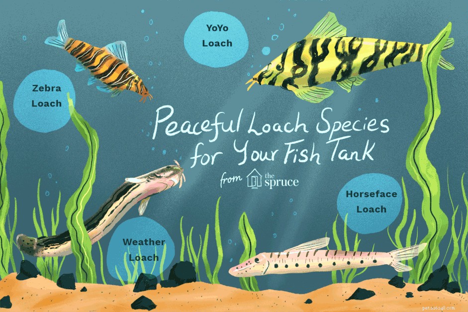 Který druh Loach je pro vaše akvárium nejlepší?