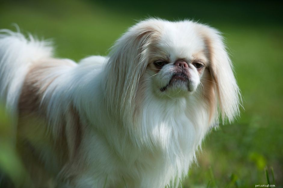 Chin giapponese (Spaniel giapponese):profilo della razza canina