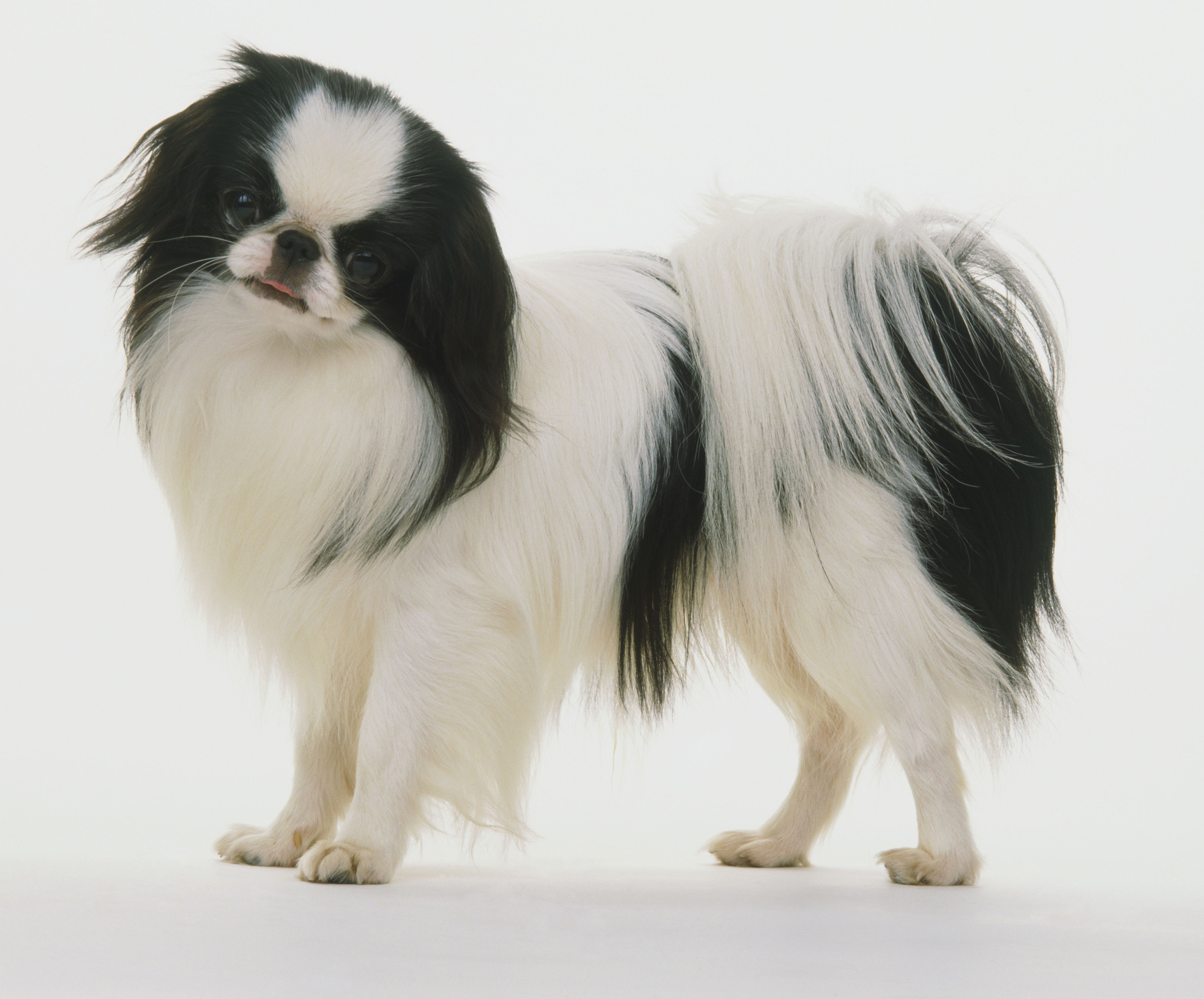 Chin giapponese (Spaniel giapponese):profilo della razza canina