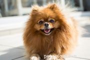 Japanse kin (Japanse spaniël):hondenrasprofiel