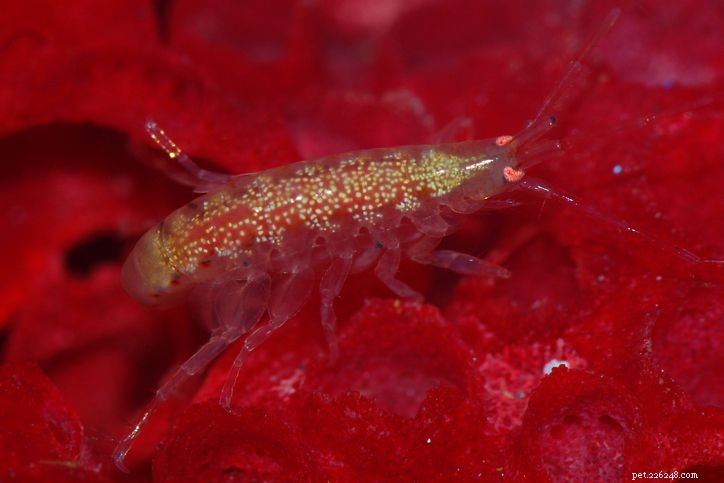 Visão geral de copépodes e anfípodes de água salgada