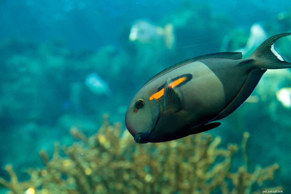 Oranžový ramenní tang (Orangeband Surgeonfish)