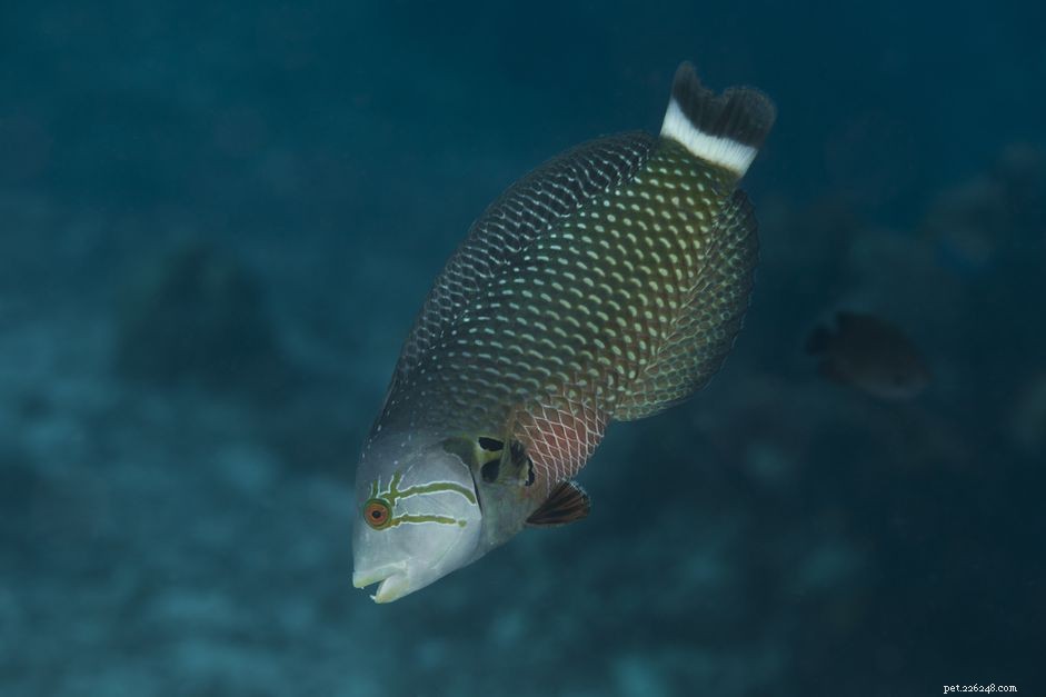 Profil rybího plemene pyskoun