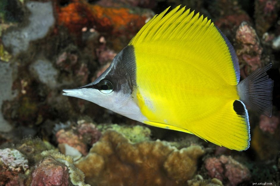 Pesce farfalla dal naso lungo giallo (pesce a pinza)