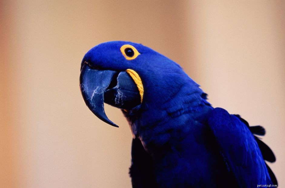 Jak se starat o ary hyacintové (modré papoušky)
