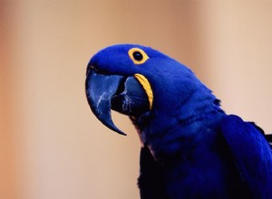 히아신스 마코앵무(파란 앵무새)를 돌보는 방법