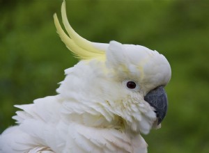 Fascinující fakta o kakaduech