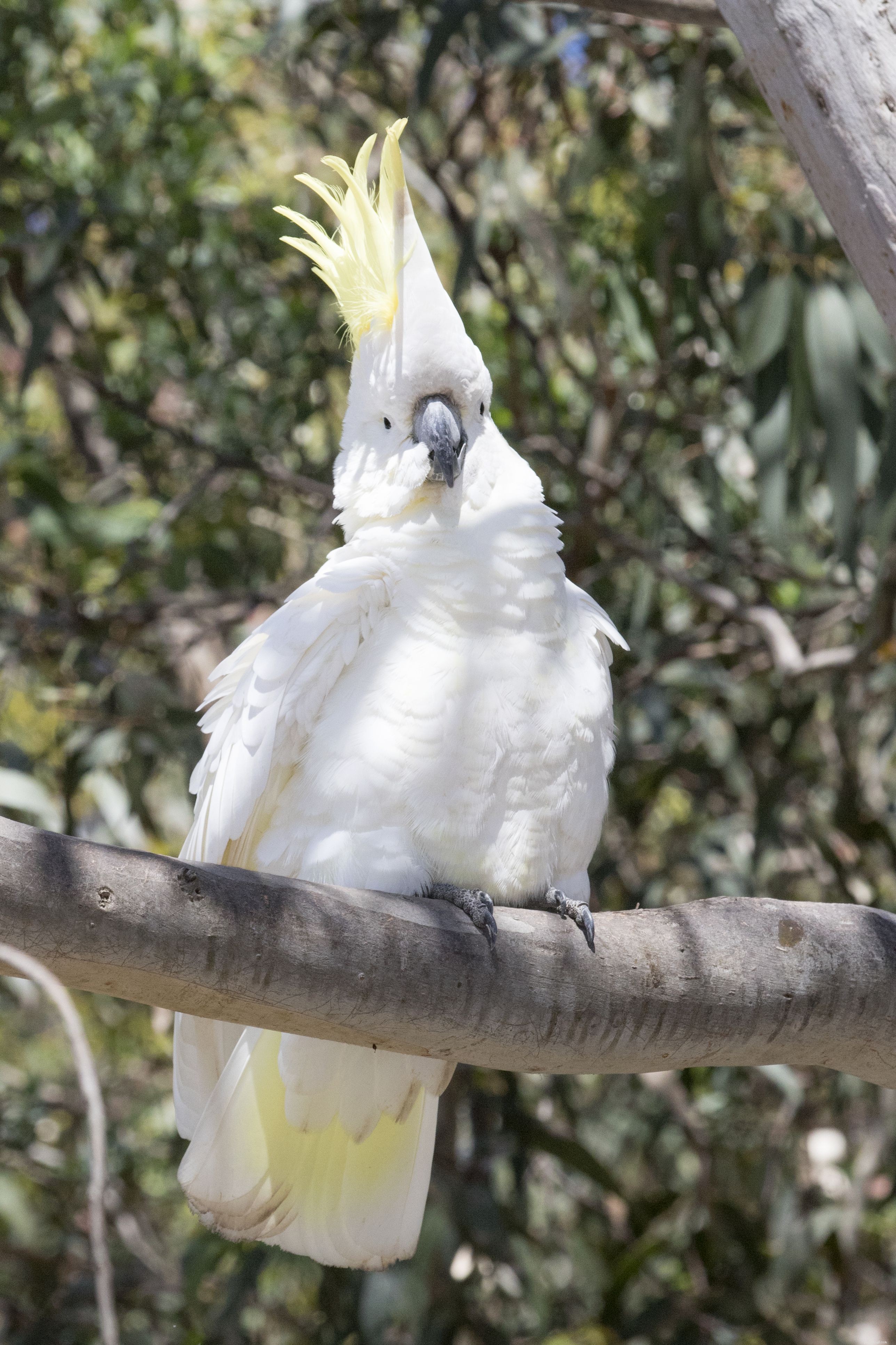 Fascinující fakta o kakaduech