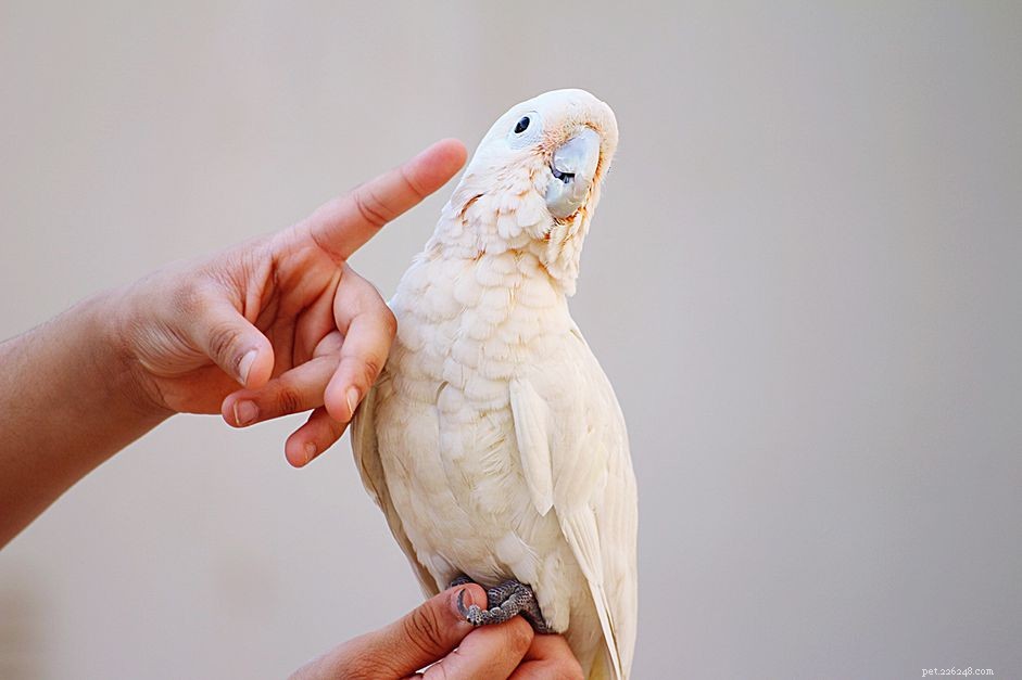 Hur du tränar din papegoja att sjunga