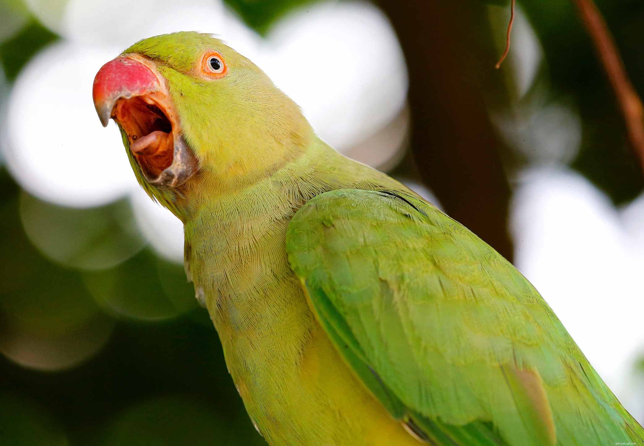 앵무새가 노래하도록 훈련시키는 방법