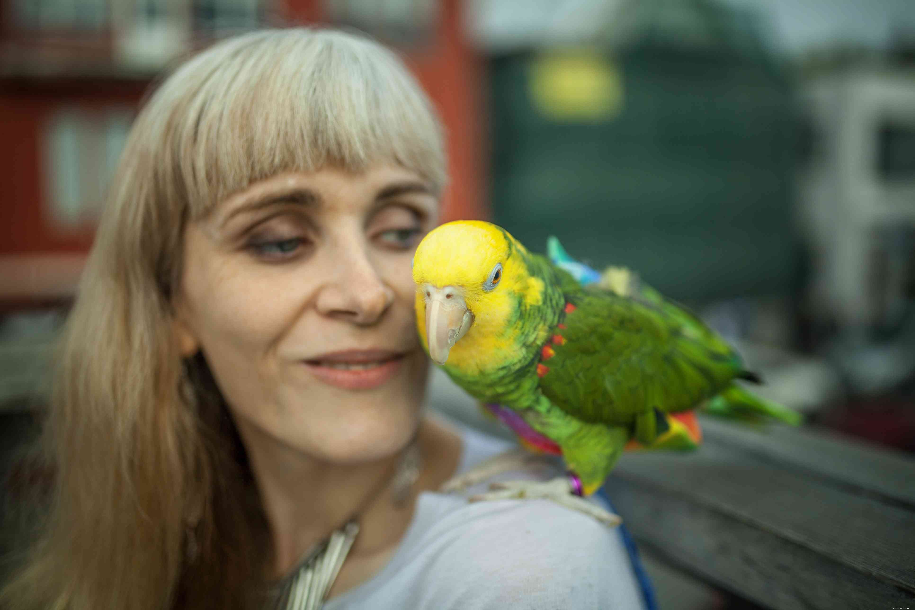 Hur du tränar din papegoja att sjunga
