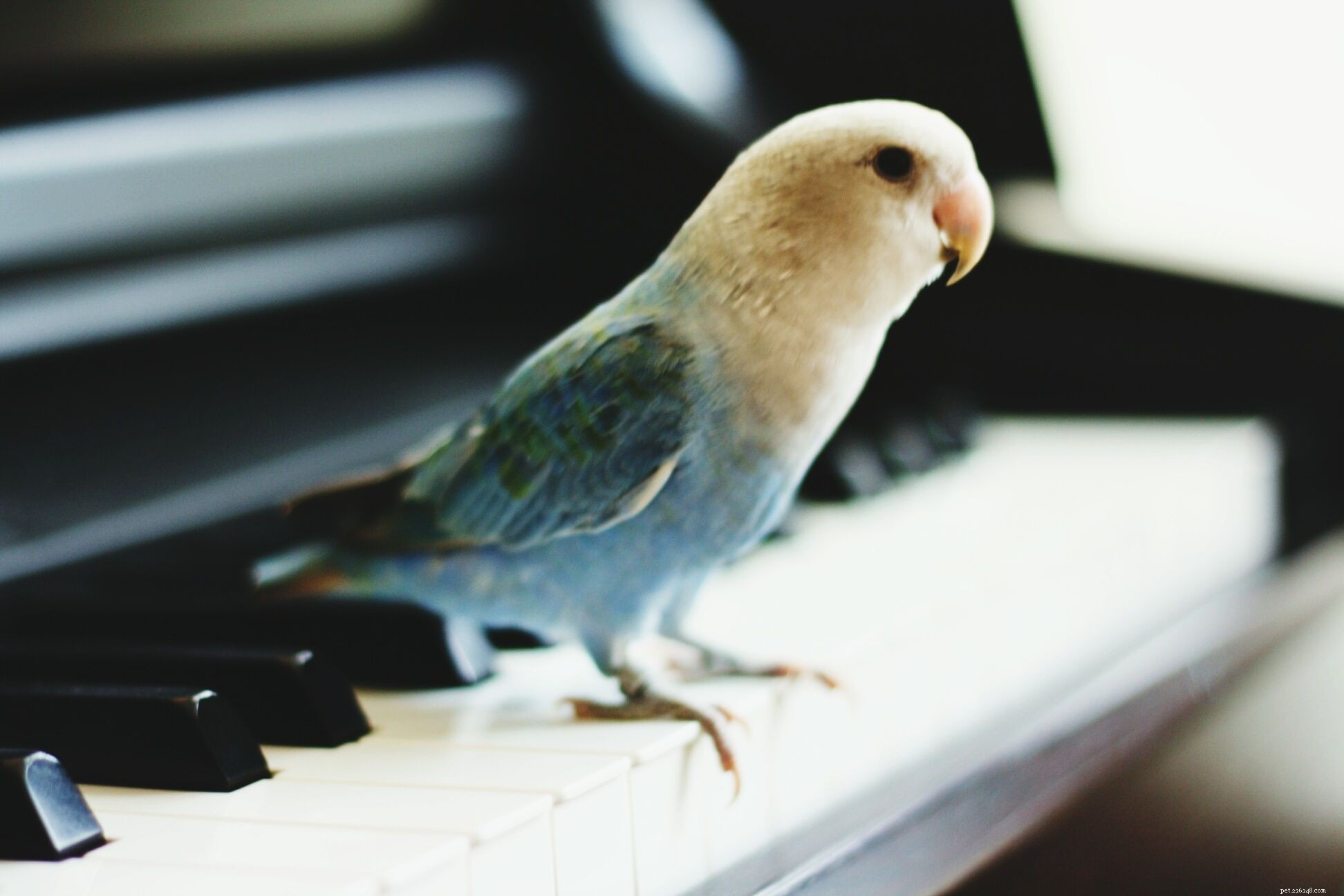 앵무새가 노래하도록 훈련시키는 방법