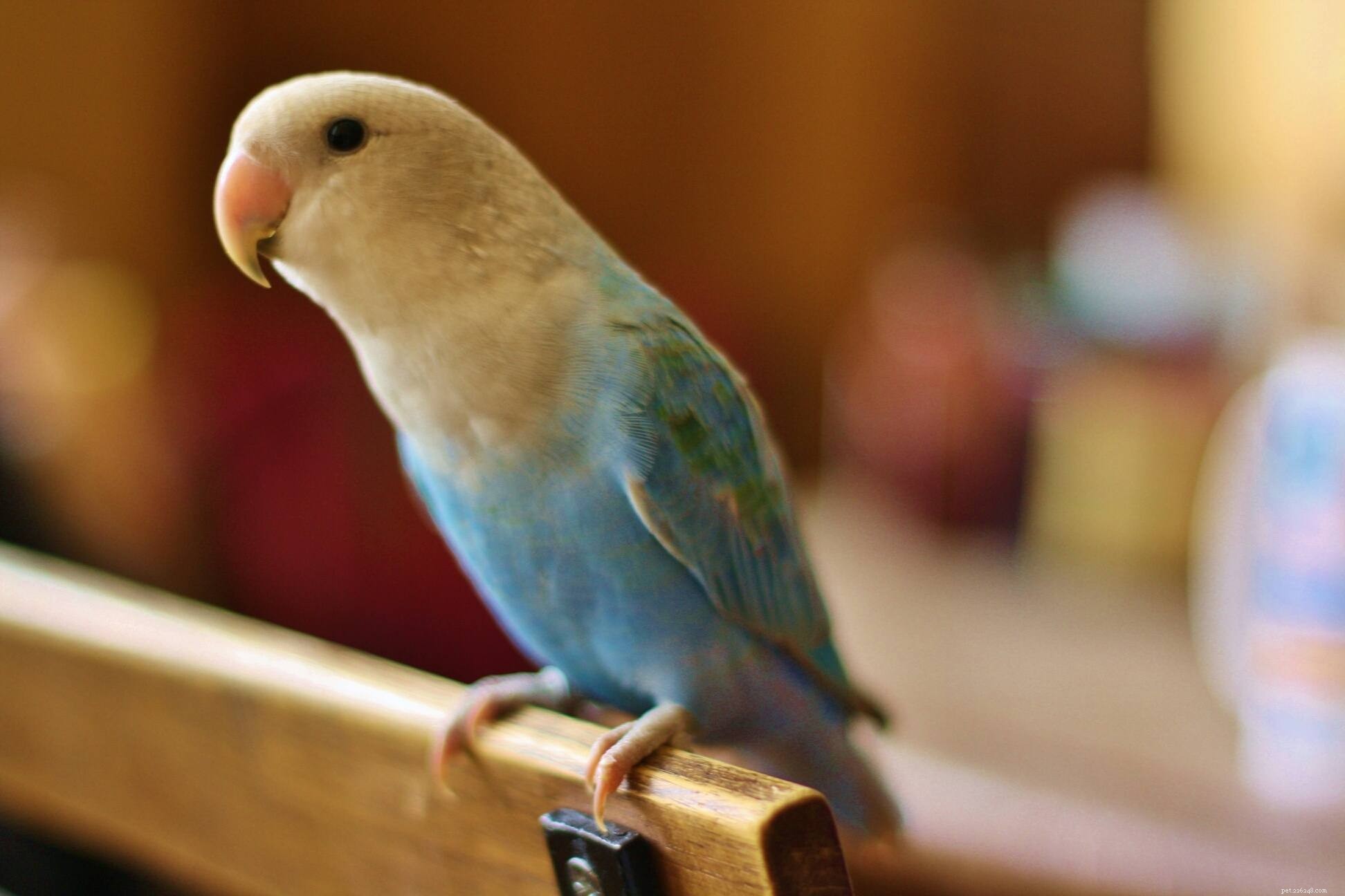 Jak vycvičit svého papouška ke zpěvu
