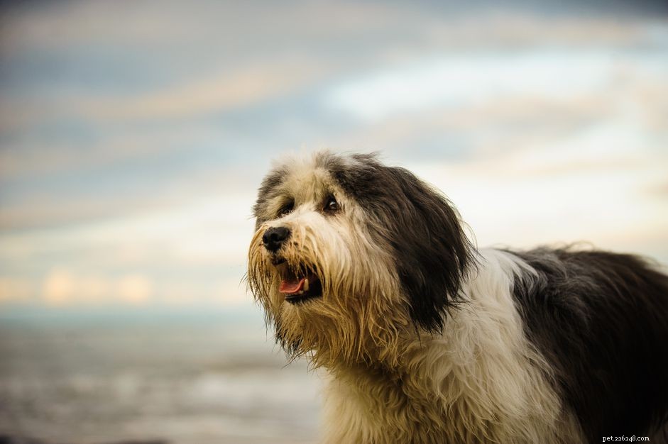 Cane da pastore polacco di pianura:profilo di razza canina