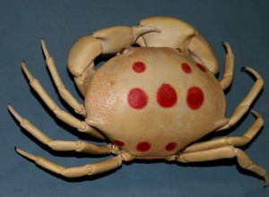 7-11 Crabe (Crabe de récif tacheté)