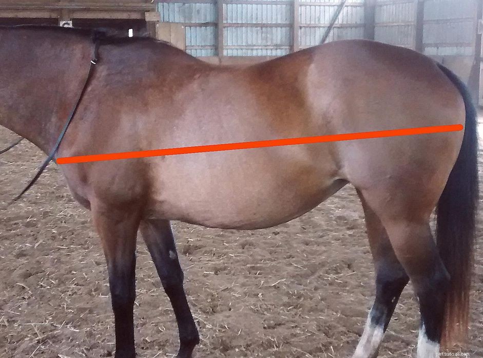 Jak změřit koně pro koňskou deku