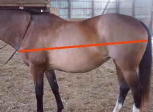 Jak změřit koně pro koňskou deku
