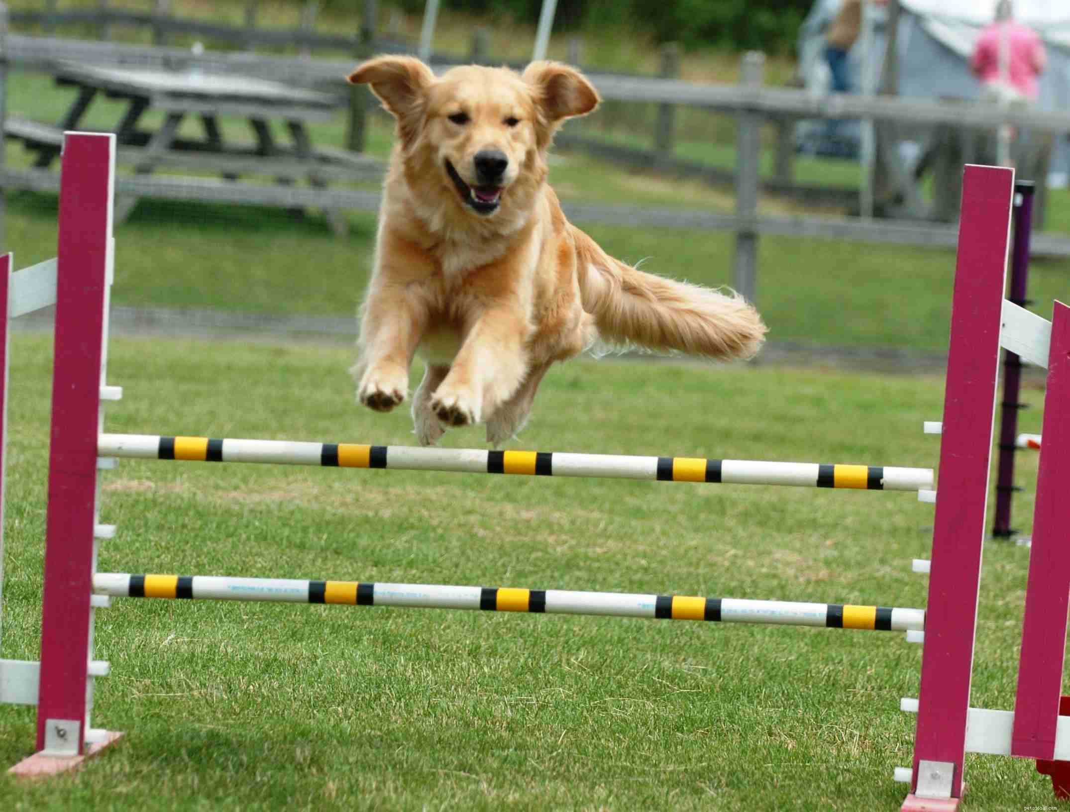 10 melhores esportes para cães