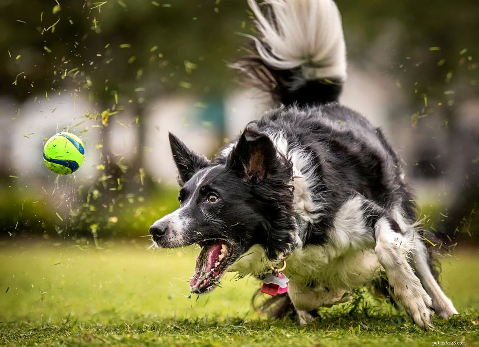 10 nejlepších psích sportů