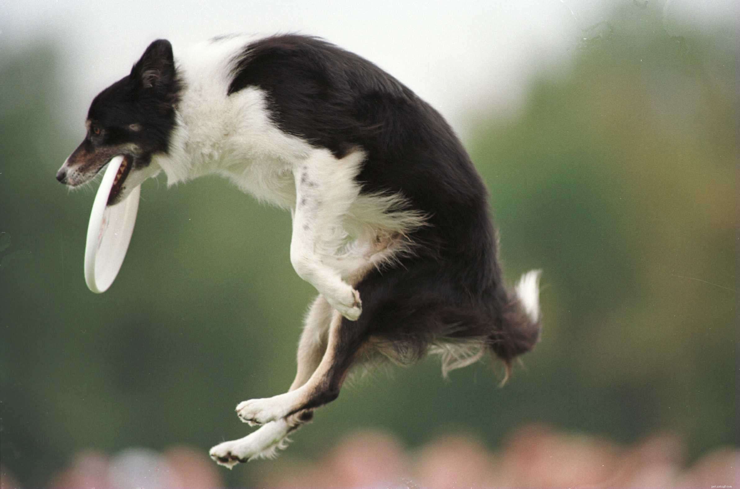 10 nejlepších psích sportů