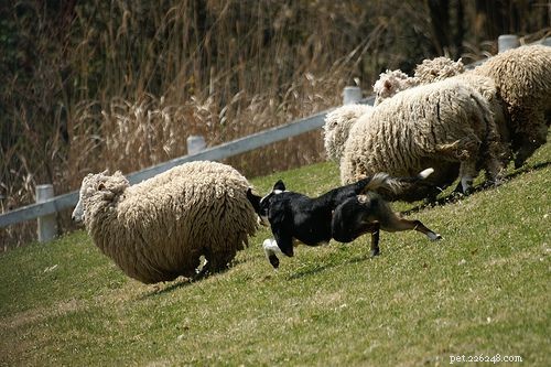 Top 10 des sports canins