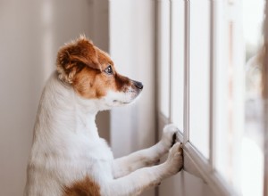 10 советов по безопасности для владельцев собак