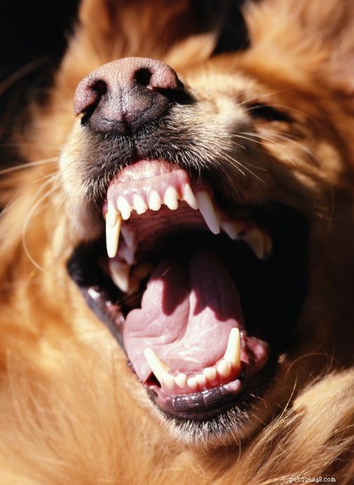 10 советов по безопасности для владельцев собак