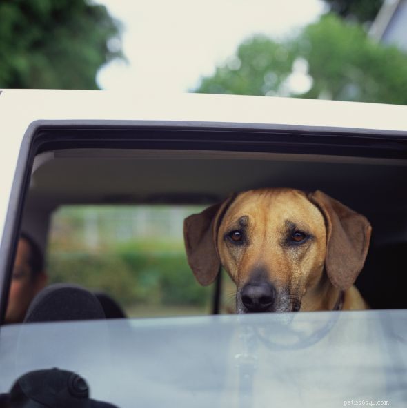 10 bezpečnostních tipů pro majitele psů