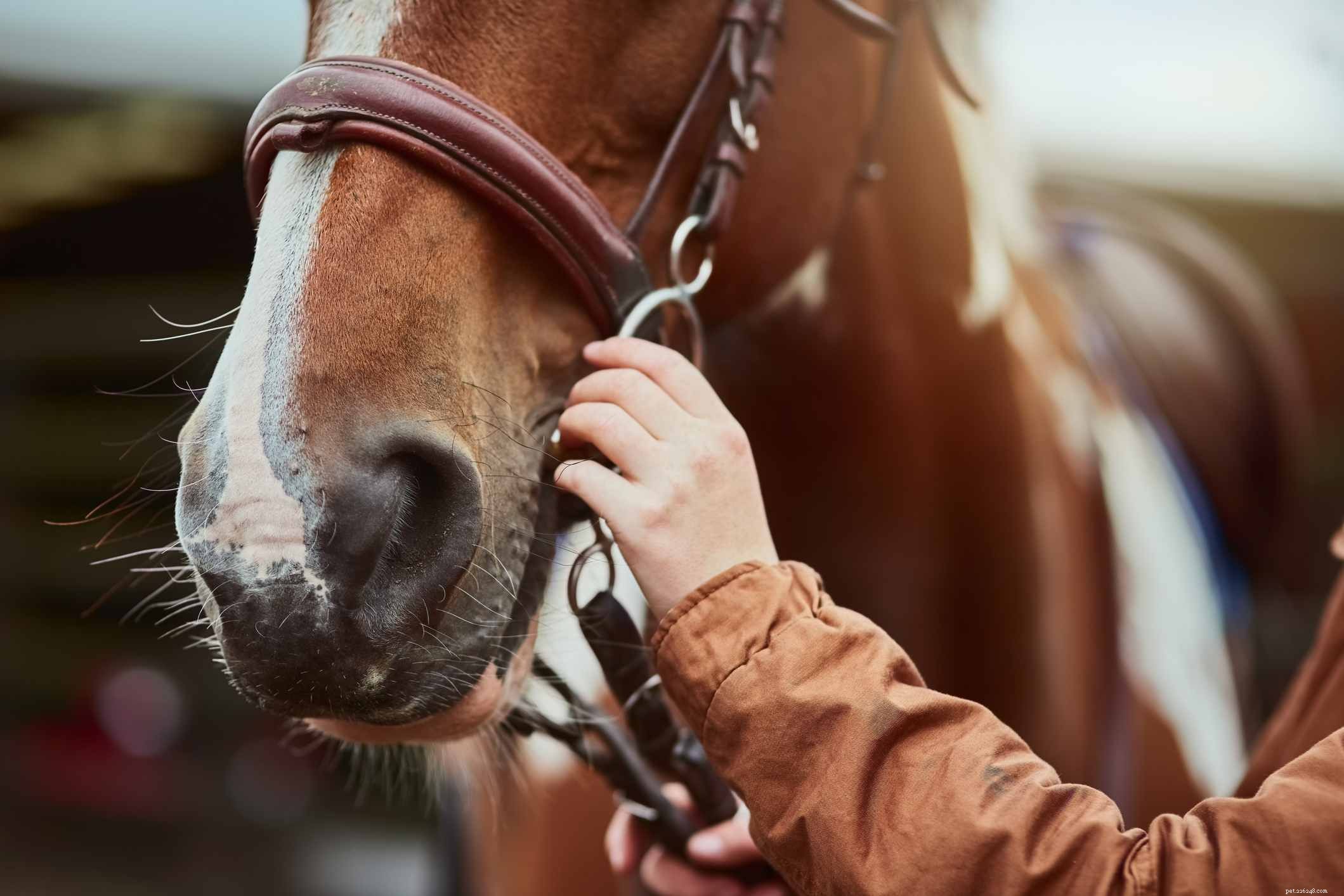 Un guide pour obtenir votre propre cheval