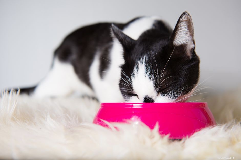 Co byste měli vědět, než si koupíte misky na jídlo a vodu pro svou kočku