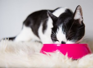 Что нужно знать перед покупкой мисок с едой и водой для кошки