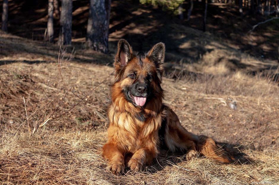 King Shepherd :profil de race de chien