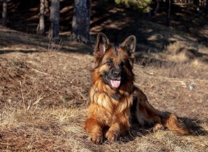 King Shepherd:Профиль породы собак