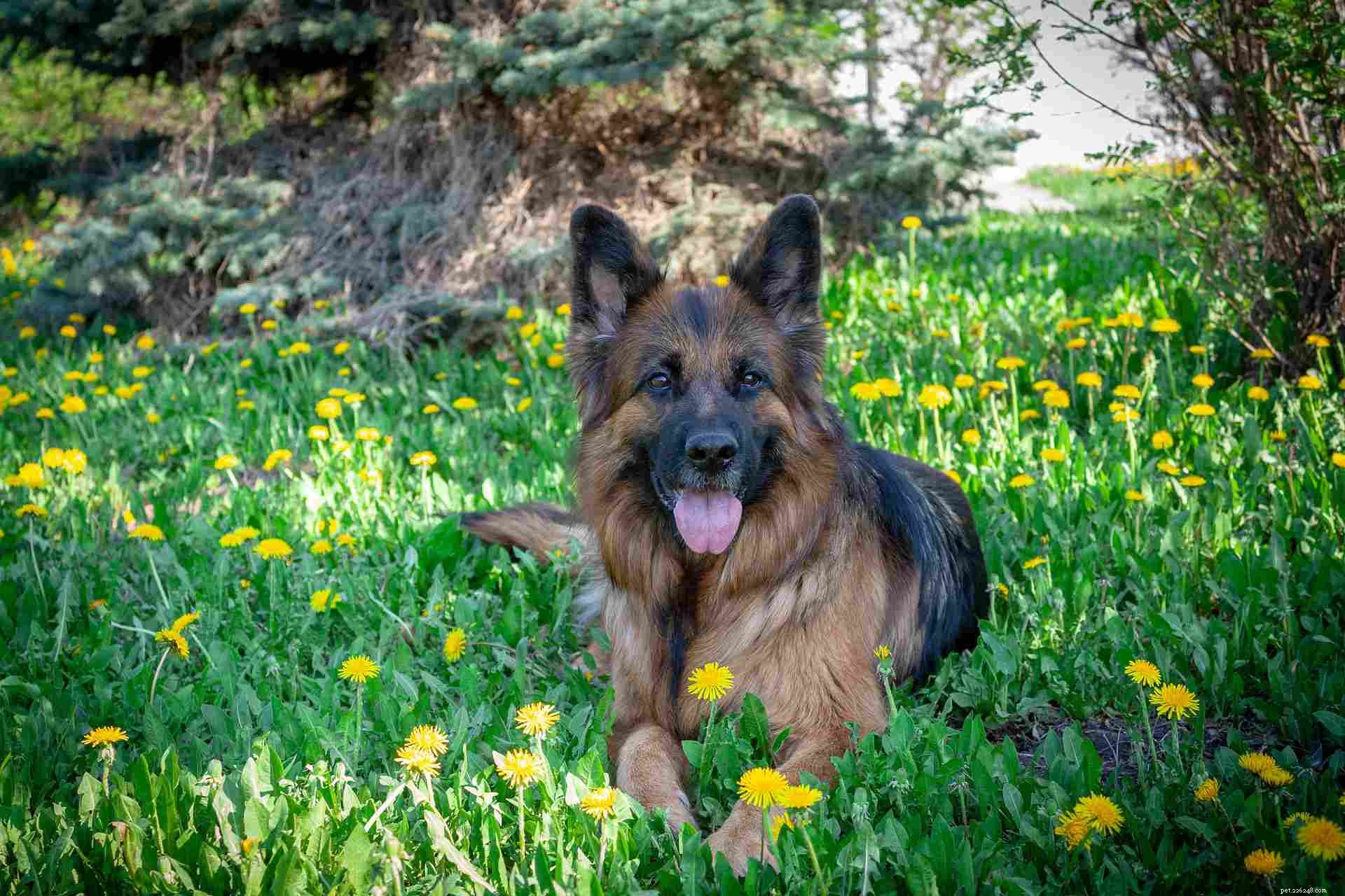 King Shepherd:profilo razza canina