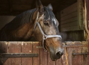 Наказание лошади:что работает, а что нет