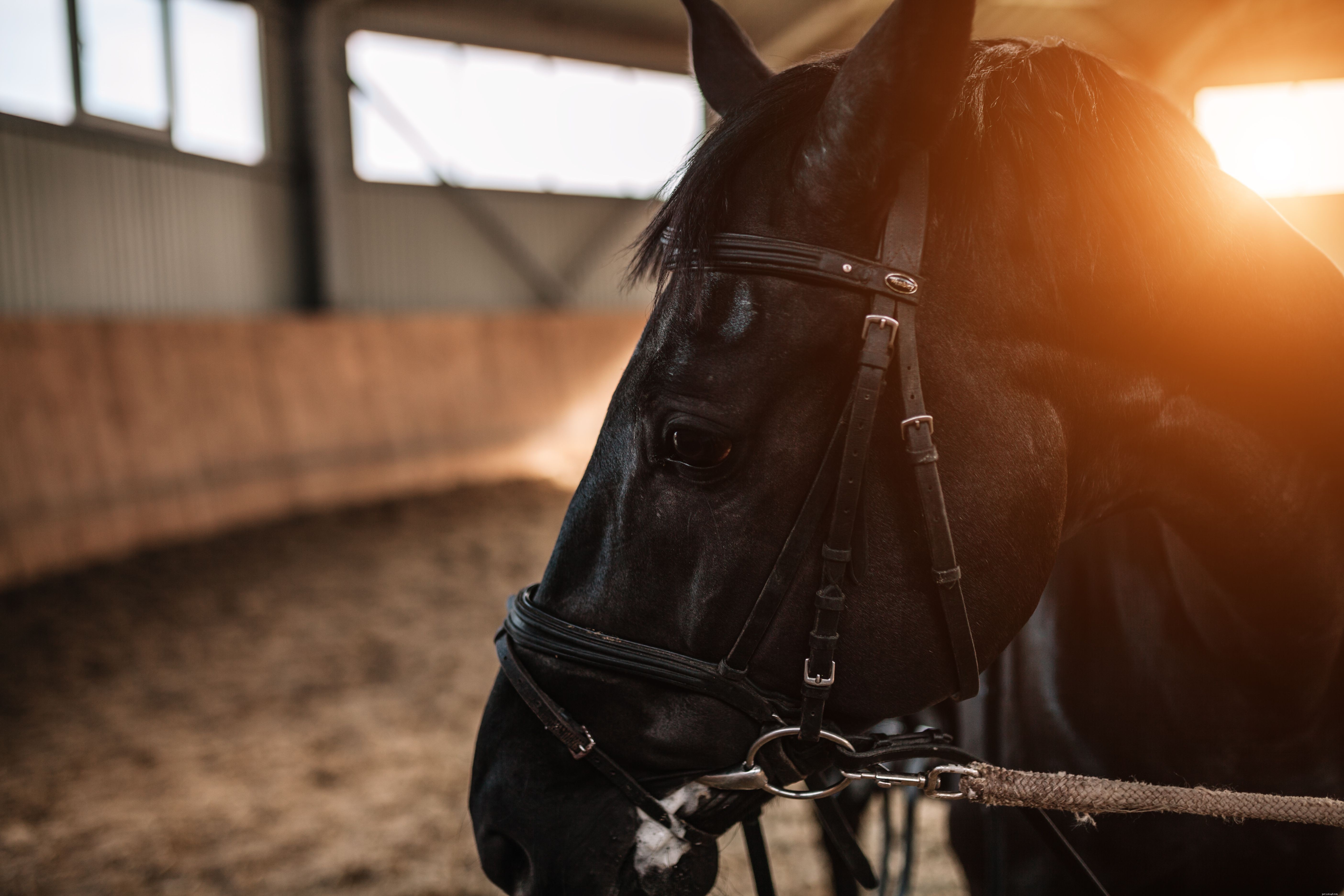 Je paard straffen - wat wel en niet werkt