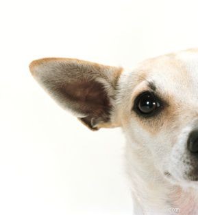 Top vijf benodigdheden voor basisverzorging van honden