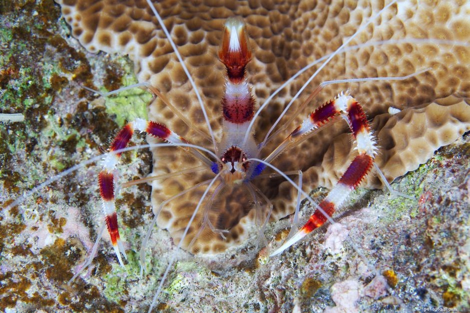 Crevettes à bandes coralliennes