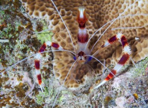 Креветки с коралловыми полосами